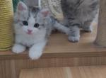 Xena - Siberian Kitten For Sale - New York&comma; NY&comma; US