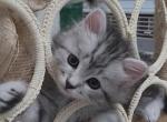 Xena - Siberian Kitten For Sale - New York&comma; NY&comma; US
