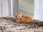 Koi - Munchkin Kitten For Sale - FL&comma; US