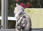 Daisy - Maine Coon Cat For Sale - Sarasota&comma; FL&comma; US