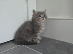 Misty - Domestic Kitten For Sale - Southwick&comma; MA&comma; US