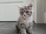 Shadow - Domestic Kitten For Sale - Southwick&comma; MA&comma; US