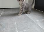 Tommie - Domestic Kitten For Sale - Southwick&comma; MA&comma; US
