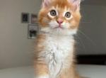 Maine Coon luna - Maine Coon Kitten For Adoption - Lyman&comma; VT&comma; US