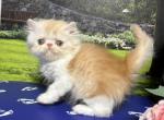Woody - Persian Kitten For Sale - 