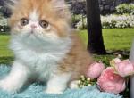 Winston - Persian Kitten For Sale - Lakeland&comma; FL&comma; US