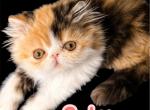 Gaby - Persian Kitten For Sale - Lakeland&comma; FL&comma; US