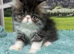 Maisie - Persian Kitten For Sale - Lakeland&comma; FL&comma; US