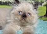 Mara - Himalayan Kitten For Sale - Lakeland&comma; FL&comma; US