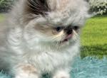 Marie - Himalayan Kitten For Sale - 