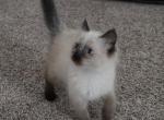 Tommy - Siamese Cat For Sale - Cheney&comma; WA&comma; US