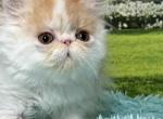 Walter - Persian Cat For Sale - Lakeland&comma; FL&comma; US