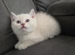 Cloud - Scottish Straight Cat For Sale - Cheney&comma; WA&comma; US