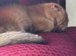 Scottish fold - Scottish Fold Kitten For Sale - Lehigh&comma; FL&comma; US
