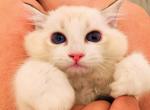 winnie - Ragdoll Kitten For Sale - Los Angeles&comma; CA&comma; US