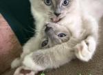 Sunny - Ragdoll Kitten For Sale - Lincoln&comma; CA&comma; US