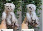 BlackBoba - Scottish Fold Kitten For Sale - Oakland&comma; CA&comma; US