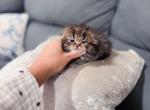 Brown  black spotted Scottish fold LH girl - Scottish Fold Kitten For Sale - City Of Spokane Valley&comma; WA&comma; US