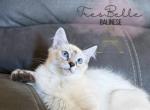 Cumin - Balinese Kitten For Sale - CA&comma; US