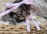 Black spotted Scottish straight longhair girl - Scottish Straight Kitten For Sale - City Of Spokane Valley&comma; WA&comma; US