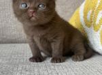 Scottish fold girl - Scottish Fold Kitten For Sale - 