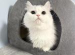 Willow - Munchkin Cat For Sale - New York&comma; NY&comma; US