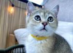 Bombita - Scottish Straight Kitten For Sale - Canyon Cntry&comma; CA&comma; US