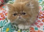 Beautiful red and white - Persian Kitten For Sale - 