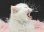 Exotic dollface  female - Exotic Kitten For Sale - Palm Coast&comma; FL&comma; US