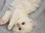 Annie's Litter - Ragdoll Kitten For Sale - Nixa&comma; MO&comma; US