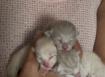 4th of July litter Siamese - Siamese Kitten For Sale - Leominster&comma; MA&comma; US