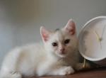 Henrietta - Minuet Kitten For Sale - Capon Bridge&comma; WV&comma; US