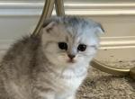 Sof&iecy; - Scottish Fold Kitten For Sale - Inman&comma; SC&comma; US