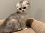 Maya - Scottish Fold Kitten For Sale - Inman&comma; SC&comma; US