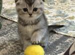Sima - Scottish Fold Kitten For Sale - Inman&comma; SC&comma; US