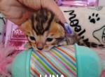 Luna - Bengal Kitten For Sale - 
