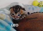Leo - Bengal Kitten For Sale - Berlin Center&comma; OH&comma; US