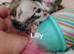 Lily - Bengal Kitten For Sale - 