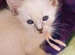 Girl pink collar - Siamese Kitten For Sale - Wayland&comma; MA&comma; US