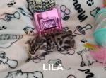 Lila - Bengal Kitten For Sale - Berlin Center&comma; OH&comma; US