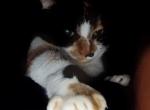 Sahara - Domestic Cat For Sale - Detroit&comma; MI&comma; US