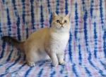 Opra - British Shorthair Cat For Sale - 