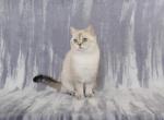 Opra - British Shorthair Cat For Sale - Chicago&comma; IL&comma; US