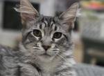 Classic black silver tabby female - Maine Coon Kitten For Sale - Middle Point&comma; OH&comma; US