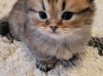 Gizzy - Munchkin Kitten For Sale - 