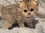 Darling - Scottish Straight Kitten For Sale - 