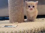 Tigger - Munchkin Kitten For Sale - Berlin&comma; NJ&comma; US