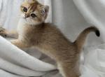 Sofia - Scottish Straight Kitten For Sale - 