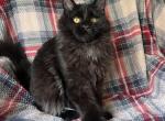 Boy V74 - Maine Coon Kitten For Sale - 
