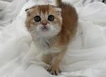 Tomas - Scottish Fold Kitten For Sale - Inman&comma; SC&comma; US